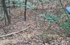 Vand padure pe dealul dintre Corbi si Bradulet Arges, 6500 mp. - 1