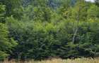 Teren Breb Maramures