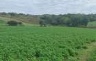 Parcele teren Bungard - 2