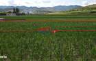 Teren de vanzare Ighiu 1500mp - 3