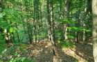 Vand 1,5 ha padure foioase (inclusiv terenul) - 2