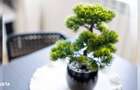 Apartament 2 camere decomandat Manastur. - 18