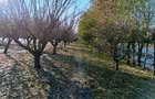 15 euro mp Intravilan - Cuza Voda, CL, 4400 mp sau 2200 mp, intravilan - 7