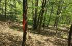 Teren de 4000 mp, în Mădulari - 3