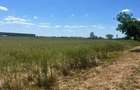 Vand teren in zona industriala, Santandrei, 23.500 mp - 2