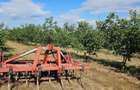 Plantatie de nuci pe rod, 14 ha, 2.000 pomi - 7