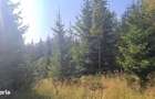 Neagra Sarului - Saru Dornei, Teren S = 6450 mp; 13 km de Vatra Dornei - 3