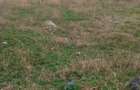 Vand teren intravilan situat in Constanta, Palazu Mare - 4