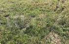 Teren intravilan de vanzare, 735 mp, front 18 ml, Dumbravita! - 1