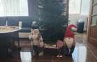 39351 Apartament 3 camere Inel 2 - 4