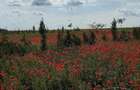 Gradina 355 mp Poiana basmelor - 1