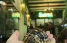 Spatiu de inchiriat Zoo Cafe Transilvania - 4