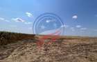 Teren intravilan 5087 mp de vânzare – Pielești - 5