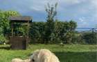 Proprietar vand teren - 1