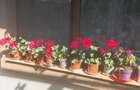 Casa de vanzare 4 camere - 1