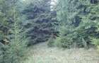Pasune montana impadurita 16.2 ha - 1