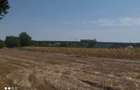 Teren 3400 comuna Daia la 200 m de DN5 Giurgiu-Bucuresti - 5