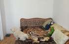 Apartament inchiriere - 7