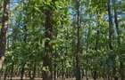 Padure de vanzare, 40.5 ha, zona Exterior Nord