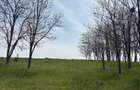 Oportunitate ideala pentru casa langa lac si padure de salcami - 2