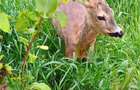 Vand casa ?i gradina la Breaza de Fagara? - 6