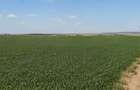 Teren 15.000 mp la 10 km de craiova-comuna mischii - 4