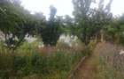 Gradina cu cabana la balastiera Micalaca - 1