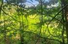 Teren Premium Intravilan ?uncuiu? (Pojorata) Panorama superba, padure - 12