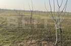 Ferma de nuci - teren agricol, zona Ivesti - 19