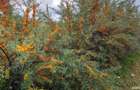 Vand plantatie de catina ecologica pe rod - 5