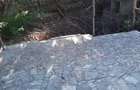 Vila S+P+1+M - Costinesti - 2