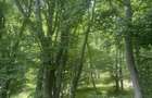 Vand padure Beudiu,Bistrita-Nasaud - 8