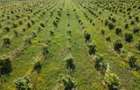 Plantatie Alun Frata Cluj 700.000 - 2