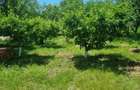 Casa P+M, direct proprietar, teren 2093 mp - 6