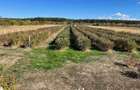 Plantatie Aronia de 12 ani, 5300 mp,intabulat intravilan - 2