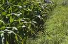 teren agricol - 1