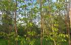 Teren cu planta?ie in regim propriu de salcam ?i stejar - 4
