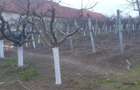 Teren de 966 mp, în Păuca - 8