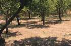 Teren intravilan 800 mp de vanzare Comuna Leu, Dolj cu livada ?i curent - 1