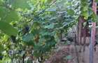 Vanzare casa Daia - Giurgiu - 6
