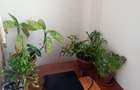 Vand garsionera caransebes rapsodiei