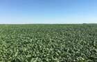 Vand teren agricol 103 ha compact in Judetul Timis - 2