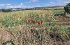Teren intravilan 5.756 mp cu acces direct la Soseaua de Centura Alba - 5