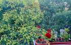 Apartament 2 camere in Aviat?iei. Mall Promenada . Metro... - 9