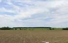 20 Ha Padure stejar la 10 km de Pitesti