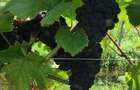 Lot compact 18,57 HA , vita de vie nobila pe rod - 4