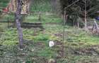 Teren 983 mp+casa, Horea Teculescu, Sighi?oara-aproape de centru - 4