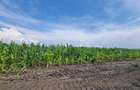 Parcele de vanzare de aprox 5 arii, 50 euro mp , Nazna, - 4