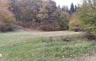 5 hectare / 4 loturi - Frasinet, Jud. Buzau - 2
