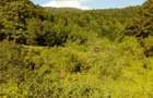 Vand teren 6000mp, com Crasna, jud. Covasna - 1